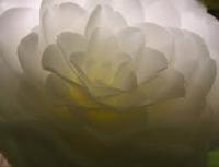 camelia bianca AGHD Srl